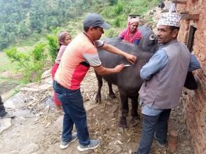 बैतडीका तीन पालिकामा खोरेत रोग फैलियो, पशुहरुलाई भ्याक्सिन लगाइदै